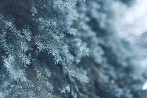 Snow-covered tree pine branch with snowflakes in forest closeup, frozen winte Stock Photos