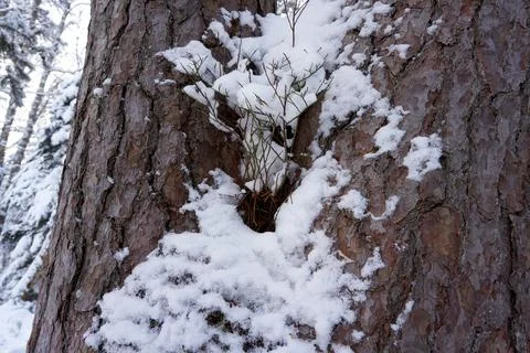A snow covered tree with plants close up Stock Photos