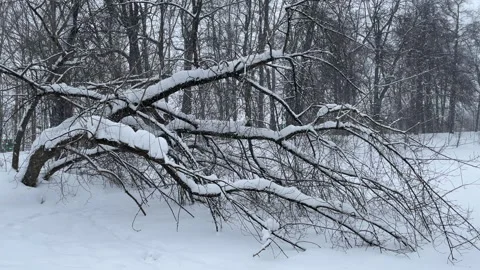 Snow-covered tree in pond during snowfall Stock Footage 265662597
