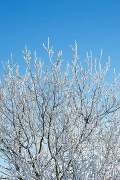 Snow-covered tree in the Pyrenees Stock Photos