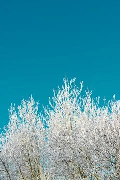 Snow-covered tree in the Pyrenees Fotos de archivo