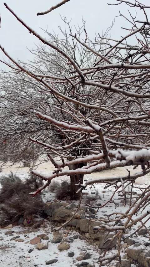 Snow Covered Tree in a Quiet Winter Landscape Stock Footage 325038729