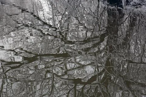 Snow Covered Tree Reflection Stock Photos