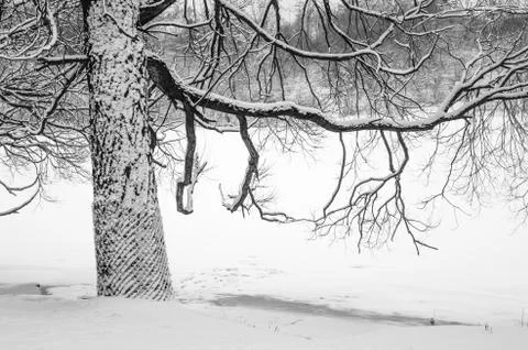 Snow-covered tree by the river, close-up Stock Photos