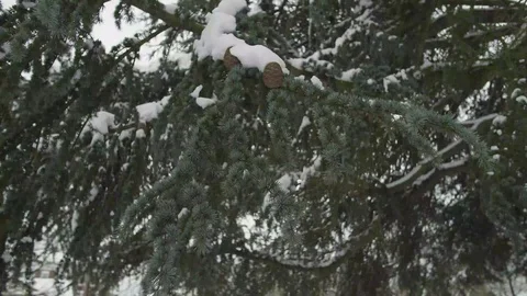Snow covered tree with snow drift 库存影片 102823345