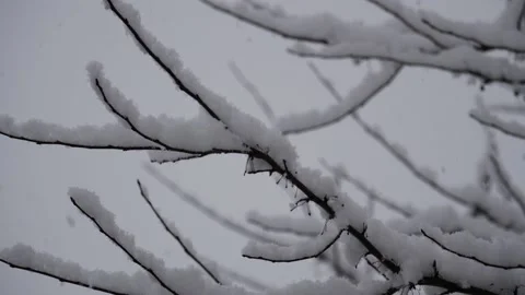 Snow covered tree with snow flakes falling in slow motion Stock-Footage 151061247