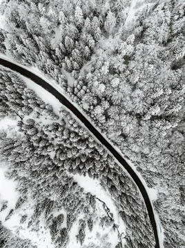 Snow covered tree, snow on the ground. Frosty forest in mountains Stock Photos