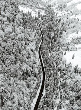 Snow covered tree, snow on the ground. Frosty forest in mountains Stock Photos