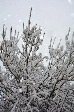 Snow-covered tree by snowfall Stock Photos