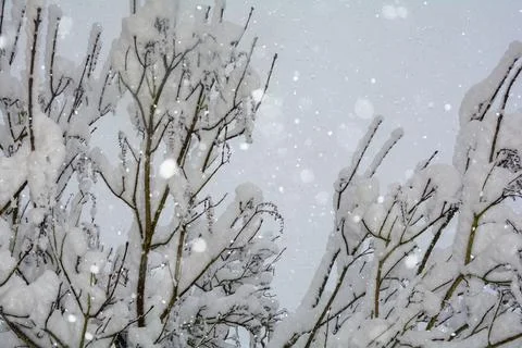 Snow-covered tree in snowfall Stock Photos
