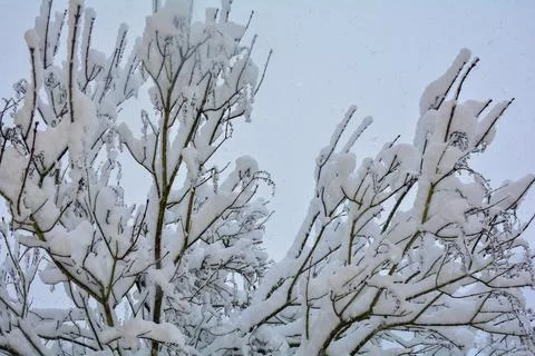 Snow-covered tree in snowfall Stock Photos