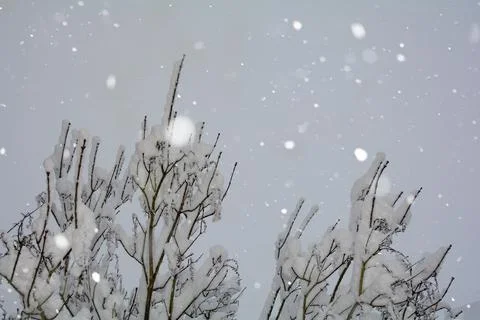 Snow-covered tree in snowfall with sky Stock Photos