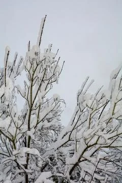 Snow-covered tree in snowfall in winter Stock Photos