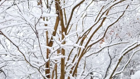 Snow-Covered Tree in a Snowy Forest Stock Footage 99117951