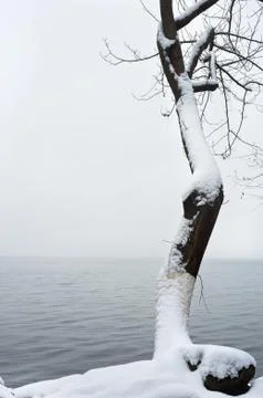Snow-covered tree standing alone next to West Lake in winter, Hangzhou, China Stock Photos
