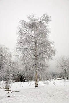 A snow covered tree stands in a field Stock Photos