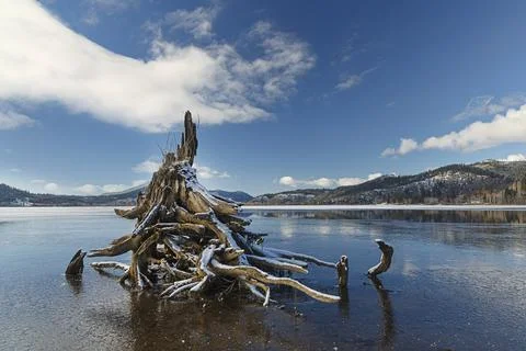 Snow covered tree stump on lake. Stock Photos