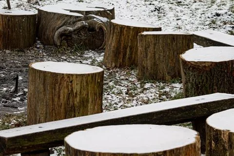 Snow-covered tree stumps in a forest Stock Photos