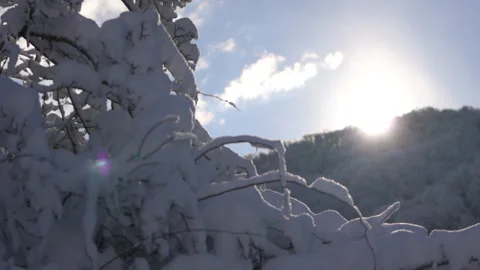 Snow Covered Tree with Sun Shining Behind Mountain Video stock 315901373