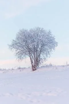 Snow covered tree in the sunset Stock Photos