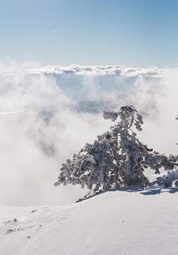 Snow-covered tree on top of a mountain overlooking snow-white clouds Stock Photos
