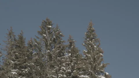 Snow covered tree tops with blue skies Stock Footage 264105627
