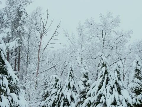 Snow Covered Tree Tops Stock Photos
