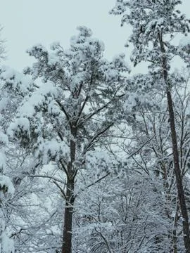 Snow Covered Tree Tops Stock Photos