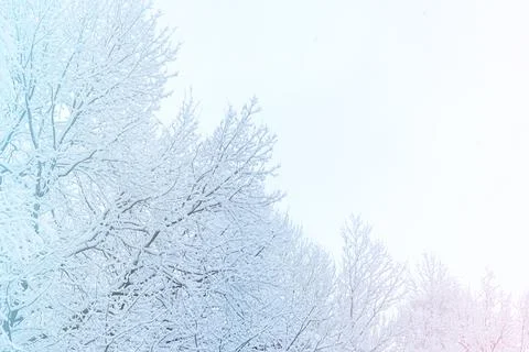 Snow covered tree tops in winter bottom view Stock Photos