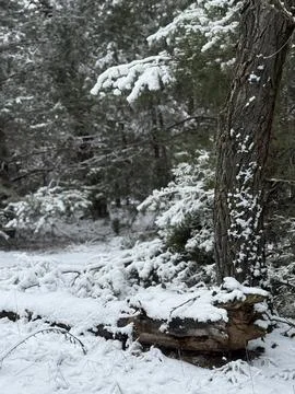 Snow-Covered Tree Trunk and Forest Floor in Winte Stock Photos