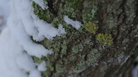 Snow-covered tree trunk in the forest at winter, close-up bark Stock Footage 89767416