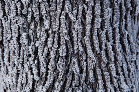Snow covered tree trunk Stock Photos
