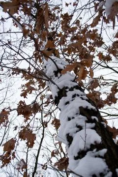 Snow covered tree trunk Stock Photos