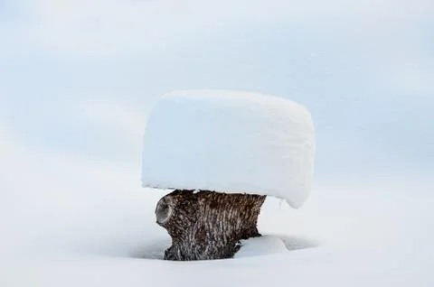Snow covered tree trunk Stock Photos