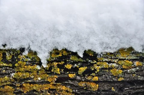 Snow covered tree trunk winter background 스톡 사진
