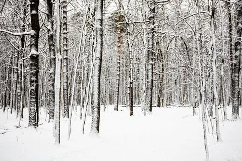 Snow-covered tree trunks and clearing in forest Foto stock