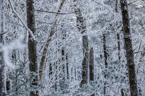 Snow-covered tree trunks in a dense forest in winter. Snow stuck to tree trun Stock Photos