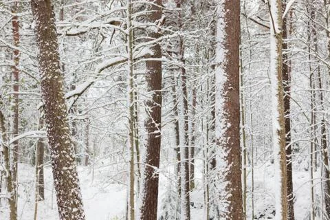 Snow covered tree trunks in forest Stock Photos
