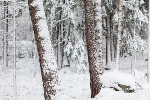 Snow covered tree trunks in forest Stock Photos