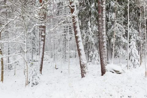 Snow covered tree trunks in forest Stock Photos