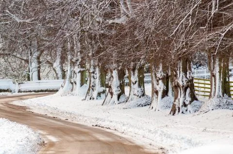 Snow covered tree trunks lining a bend in a road Stock Photos