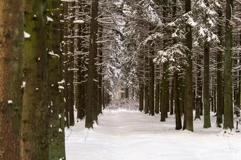 Snow-covered tree trunks in winter forest Stock Photos