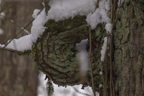 Snow-covered tree trunks in winter forest Stock Photos