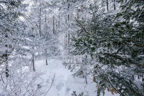 Snow-covered tree trunks in the winter forest. Winter landscape. Russian fore Foto stock