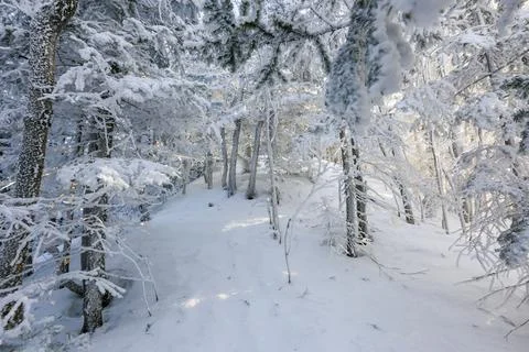 Snow-covered tree trunks in the winter forest. Winter landscape. Russian fore Stock Photos