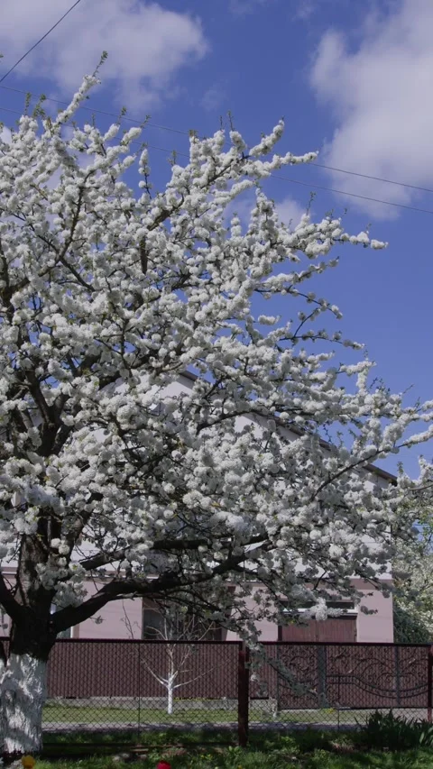 A snow-covered tree turns into a cherry blossom on a sunny warm day. Stock-Footage 329616947