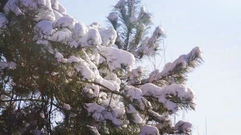 Snow Covered Tree in Winter Forest Stock Footage 97225544