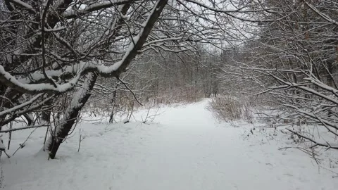 Snow covered tree in winter forest Video stock 146079745
