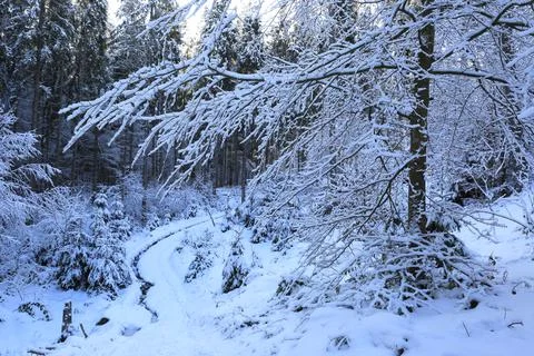 Snow covered tree in winter forest Stock Photos
