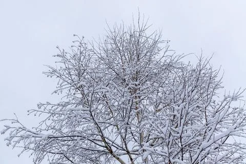 Snow covered tree in the winter forest Natural background, branches Stock Photos